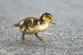 Mallard duckling walks across sidewalk. Royalty Free Stock Photo