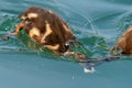 Mallard Ducklings