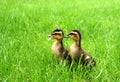 Mallard ducklings