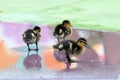 Mallard ducklings