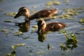 Mallard ducklings