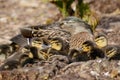 Mallard Ducklings (Anas platyrhynchos) with Mum Royalty Free Stock Photo