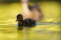 Mallard ducklings feeding in wetland pond