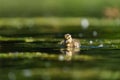 Mallard ducklings feeding in wetland pond