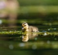 Mallard ducklings feeding in wetland pond