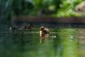 Mallard ducklings feeding in wetland pond