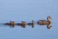 Mallard Ducklings Following their Mother Duck Royalty Free Stock Photo