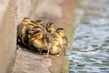 Mallard ducklings group beside the edge of a high sided pond with mother duck looking on