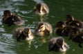 Mallard ducklings on lake