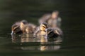Mallard ducklings on lake
