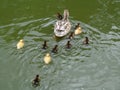 Mallard Ducklings & Mother