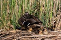 Mallard ducklings quacking and enjoying the warm spring sunshine with mother duck on a reed bed nest