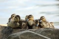 Mallard Ducklings Resting in a Huddle on a Rock