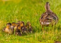 Mallard Ducklings