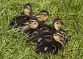Mallard ducklings sitting in the green grass