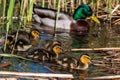 Mallard ducklings swimming amongst reeds in spring sunshine