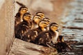 Mallard ducklings swimming with mother duck Royalty Free Stock Photo