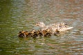 Mallard ducklings swimming with mother duck Royalty Free Stock Photo