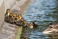 Mallard ducklings swimming with mother duck Royalty Free Stock Photo