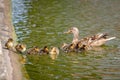 Mallard ducklings swimming with mother duck Royalty Free Stock Photo