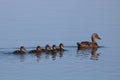 Mallard Ducklings Swimming with their Mother Duck Royalty Free Stock Photo