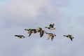 Mallard ducks Royalty Free Stock Photo