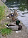 Mallard Ducks Royalty Free Stock Photo