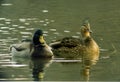 Mallard Ducks