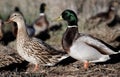 Mallard ducks Royalty Free Stock Photo