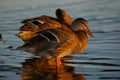 Mallard Ducks Royalty Free Stock Photo