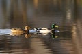 Mallard ducks Royalty Free Stock Photo