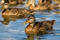 Mallard ducks Royalty Free Stock Photo