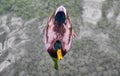 Mallard Ducks (Anas platyrhynchos) swimming in pond