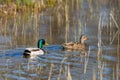 Mallard ducks anas platyrhynchos swimming through reed stalks