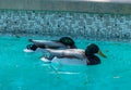 Mallard ducks in the backyard swimming pool Royalty Free Stock Photo