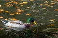 Close-up of a Mallard Duck Anatidae at the lake Royalty Free Stock Photo