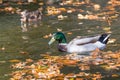 Mallard Ducks. Close-up of a Mallard Duck Anatidae at the Lake Royalty Free Stock Photo