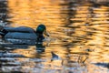 A mallard duck in water with sunset colour in background
