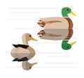 Mallard ducks couple simple flat color vector icon Royalty Free Stock Photo