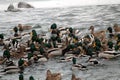 Mallard ducks crowd afloat. Mass of mallards Anas platyrhynchos wintering in city