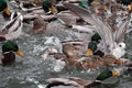 Mallard ducks crowd afloat. Mass of mallards Anas platyrhynchos wintering in city Royalty Free Stock Photo