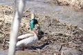 Mallard Ducks Drake & Hen by Ditch