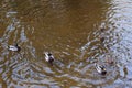 Mallard ducks and drakes floating in the clear water of the river in early autumn Royalty Free Stock Photo