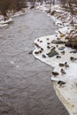 Mallard ducks and drakes on the icy shore of a river in spring Royalty Free Stock Photo