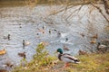 Mallard ducks and drakes rest on river bank in warm autumn Royalty Free Stock Photo