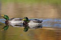 Mallard Ducks Drakes Swimming 800186