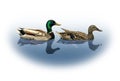Mallard Ducks Royalty Free Stock Photo
