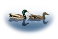 Mallard Ducks