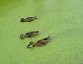 Mallard ducks in duckweed Royalty Free Stock Photo