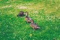 Mallard ducks eating grass in a park Royalty Free Stock Photo